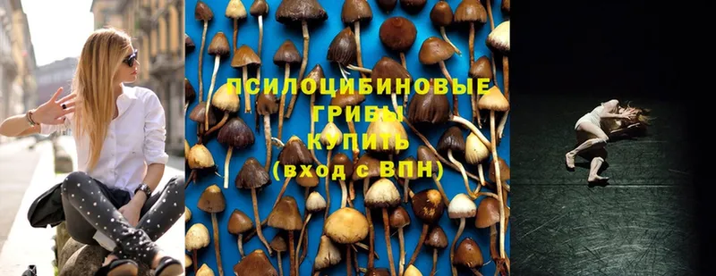 Псилоцибиновые грибы Cubensis  Добрянка 